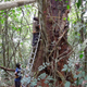 Researchers in Cameroon measure a 36 metre high tree.